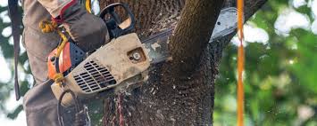 Best Tree Cabling and Bracing  in Trappe, PA
