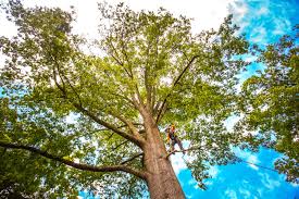 Lawn Renovation and Restoration in Trappe, PA