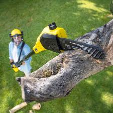 How Our Tree Care Process Works  in  Trappe, PA