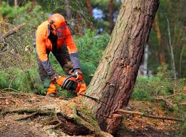 Reliable Trappe, PA Tree Care Solutions