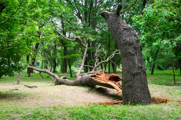 How Our Tree Care Process Works  in  Trappe, PA