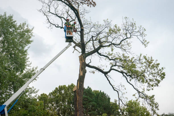 Lawn Pest Prevention in Trappe, PA