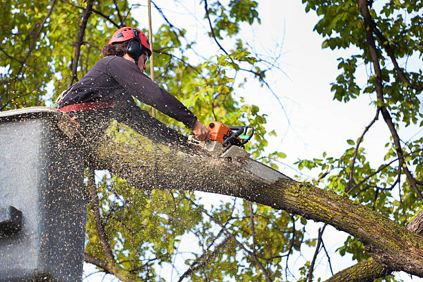 Best Tree Preservation Services  in Trappe, PA
