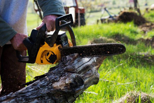 Best Aeration Services  in Trappe, PA