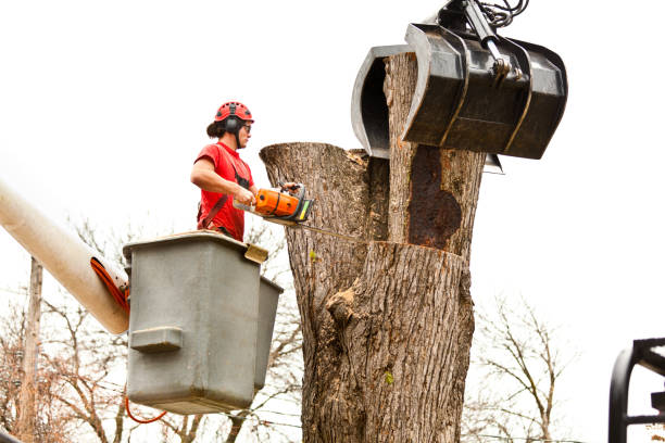 Best Palm Tree Trimming  in Trappe, PA