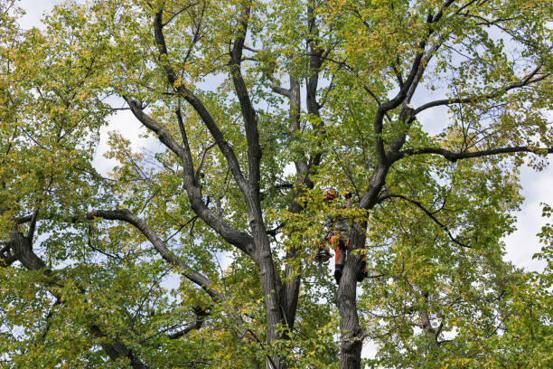 Best Tree Planting  in Trappe, PA